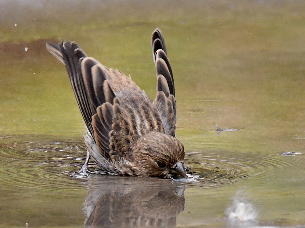 Sparrow7.jpg
