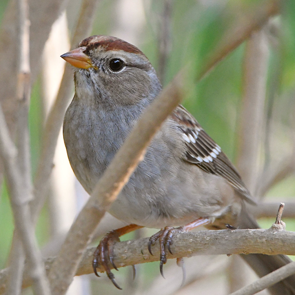 Sparrow7.jpg