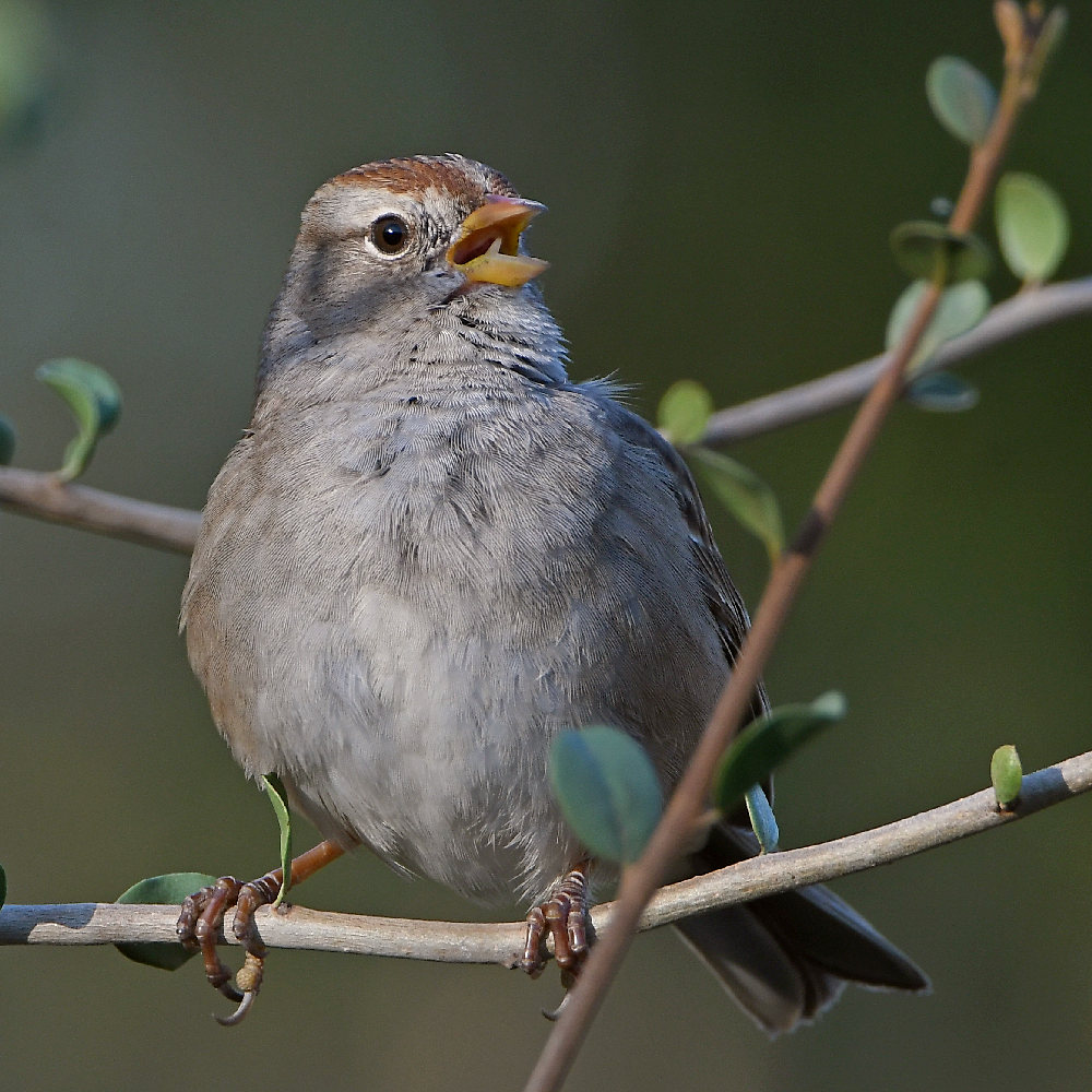 Sparrow7.jpg