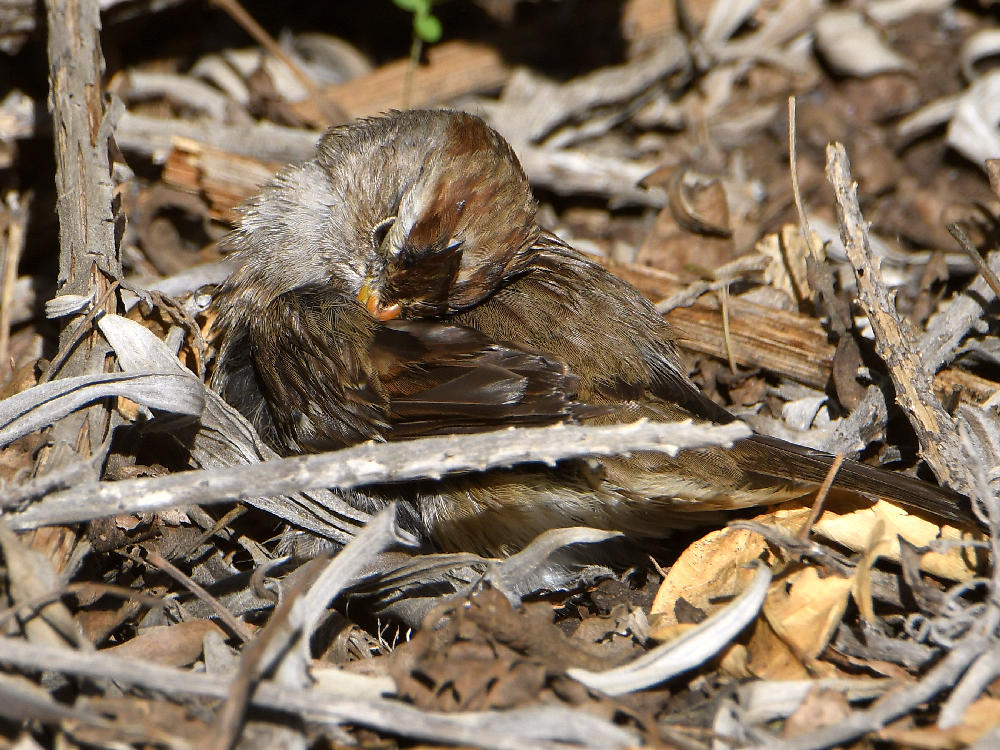 Sparrow7.jpg