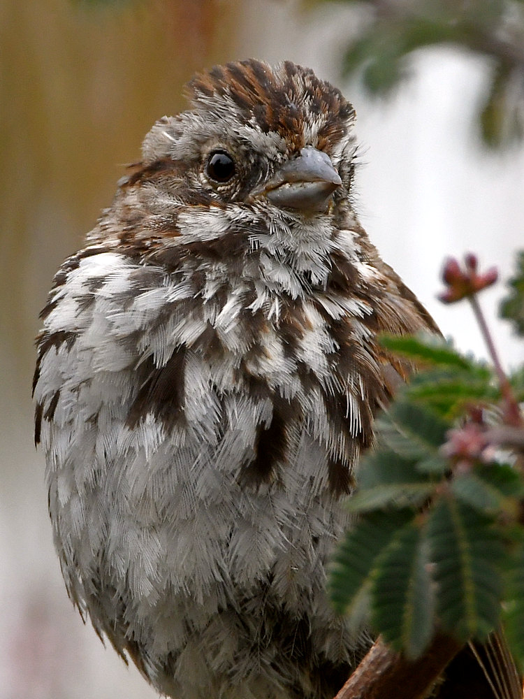 Sparrow7.jpg