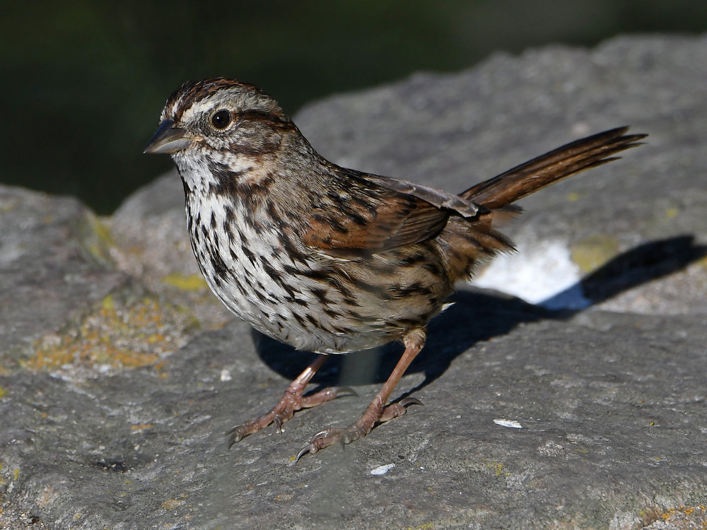 Sparrow7.JPG