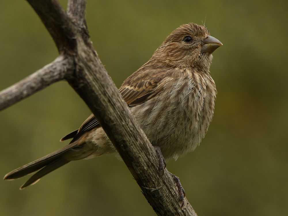 Sparrow7.jpg