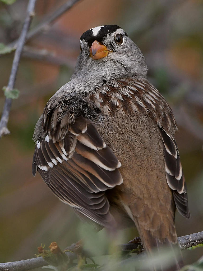 Sparrow7.jpg