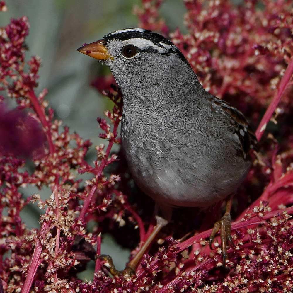 Sparrow7.jpg
