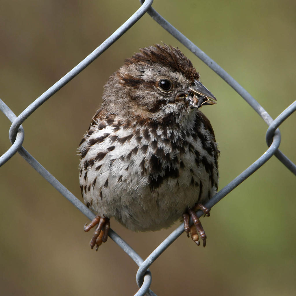 Sparrow7.jpg