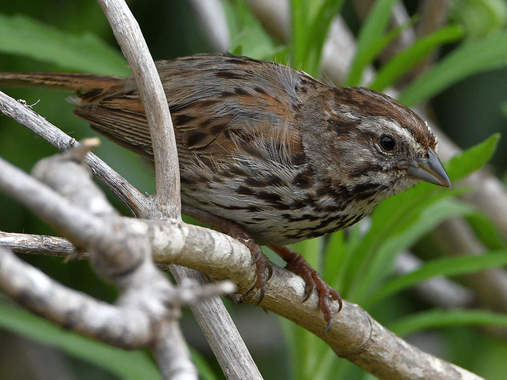 Sparrow7.jpg