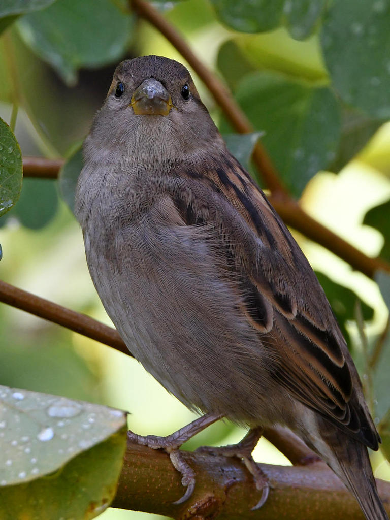 Sparrow7.jpg