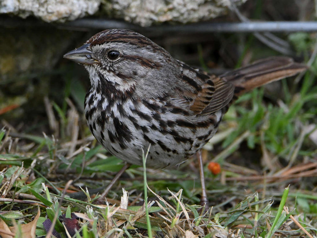 Sparrow7.jpg