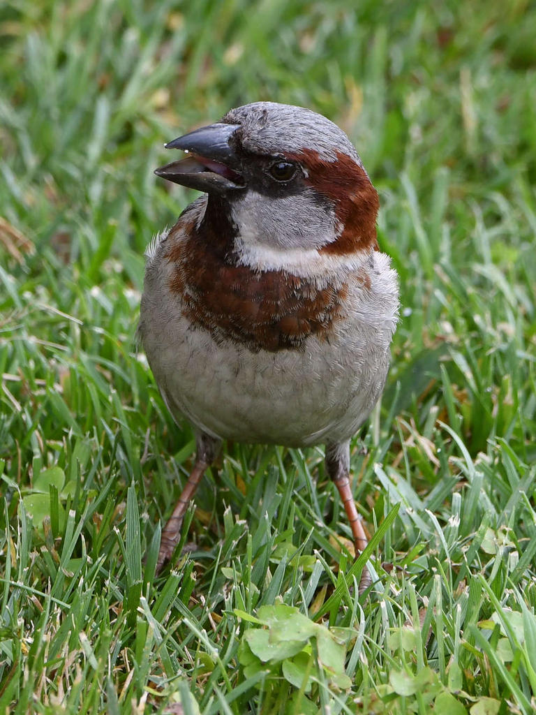 Sparrow7.jpg