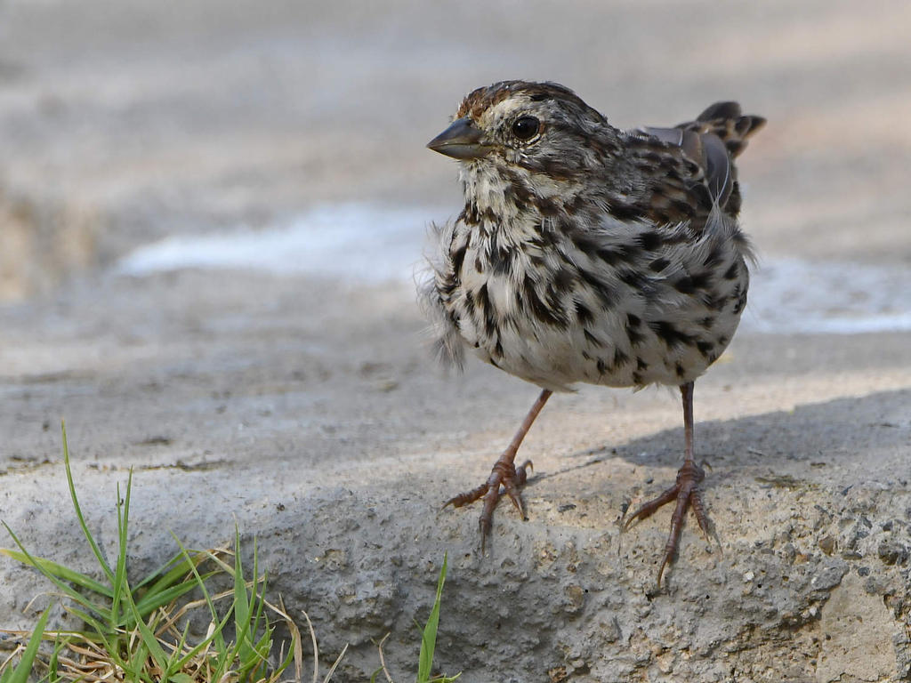 Sparrow7.jpg