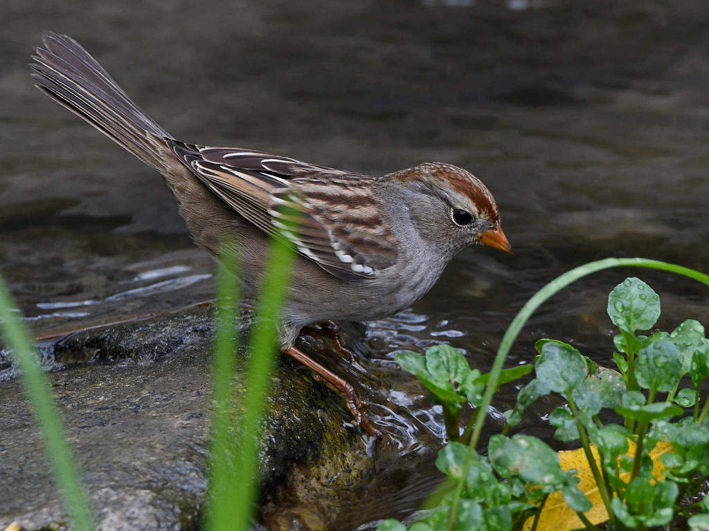 Sparrow7.jpg