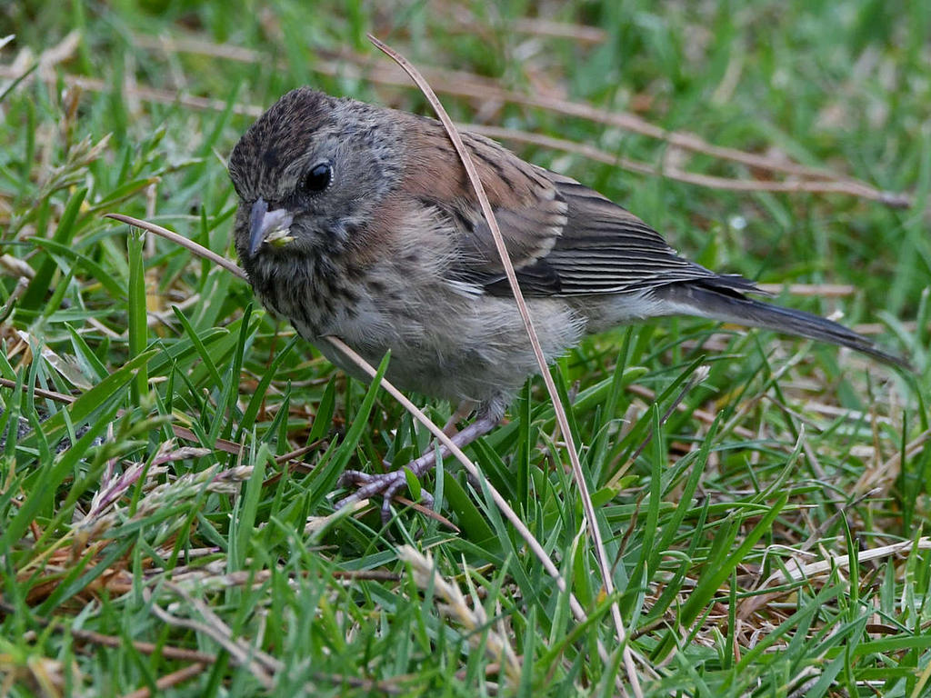 Sparrow7.jpg
