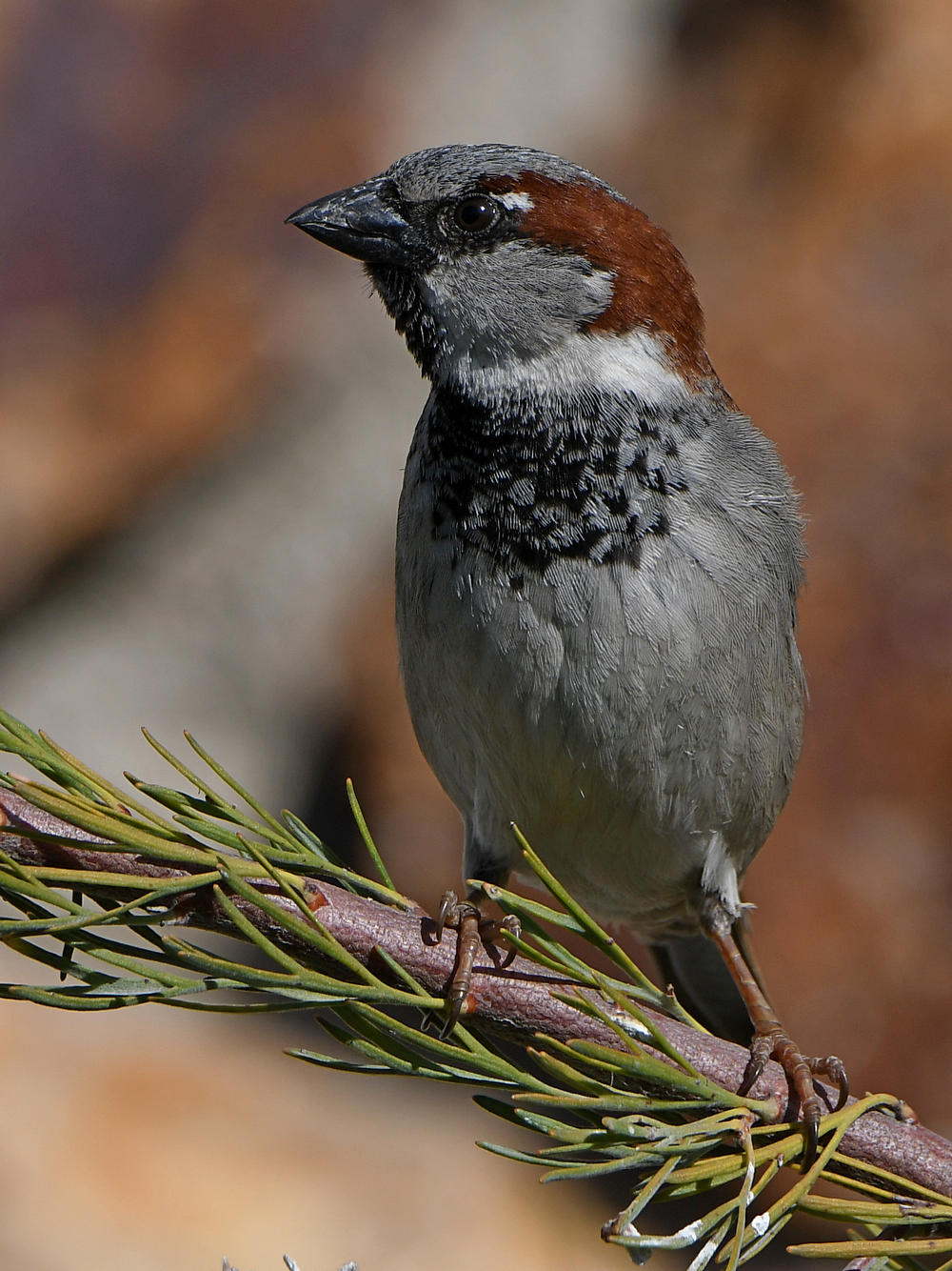 Sparrow7.jpg