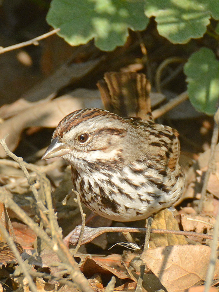Sparrow8.jpg