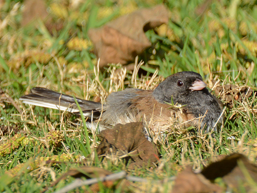 Sparrow8.jpg