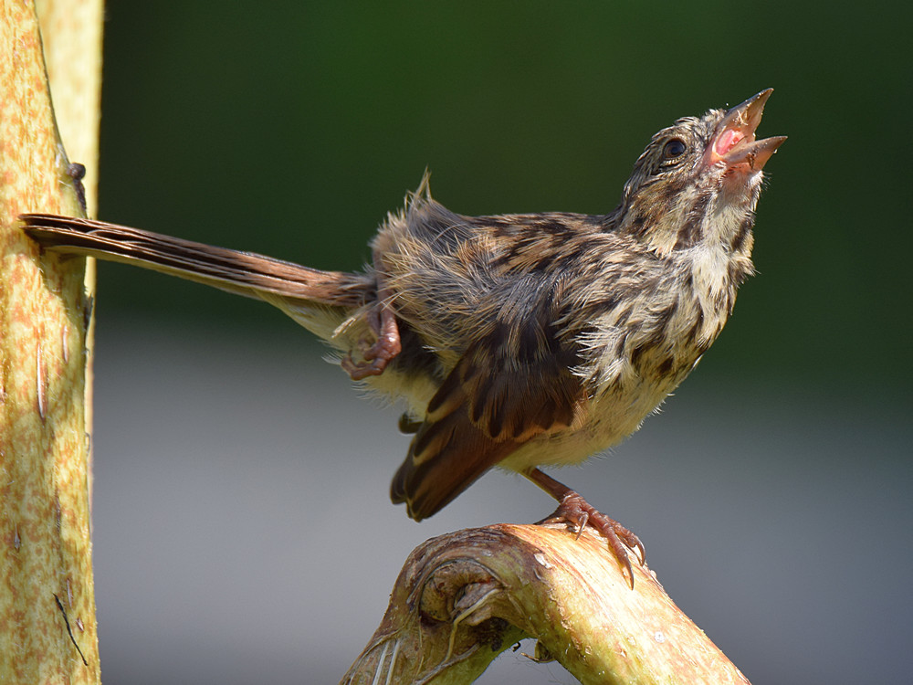 Sparrow8.jpg