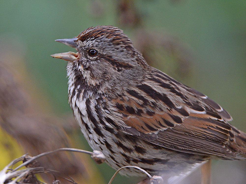 Sparrow8.jpg