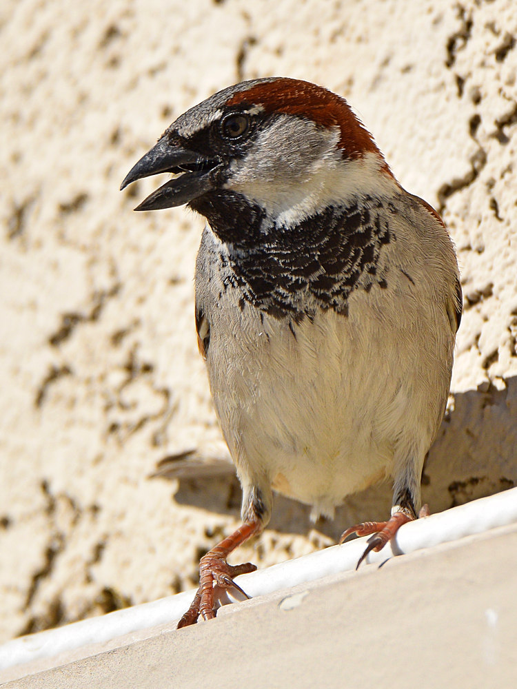 Sparrow8.jpg