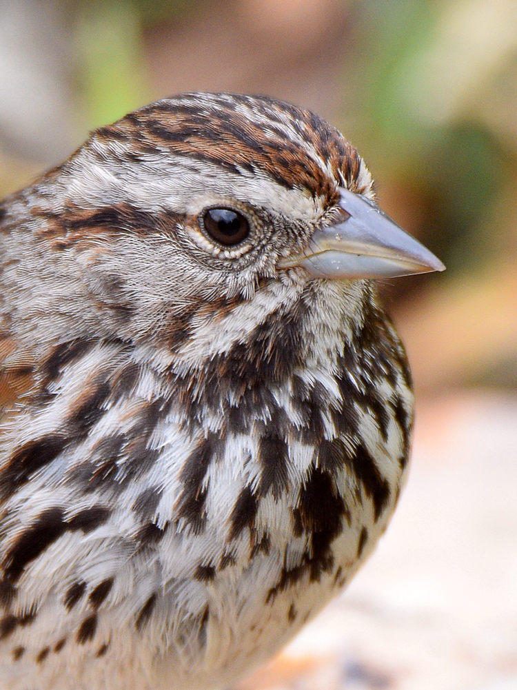 Sparrow8.jpg