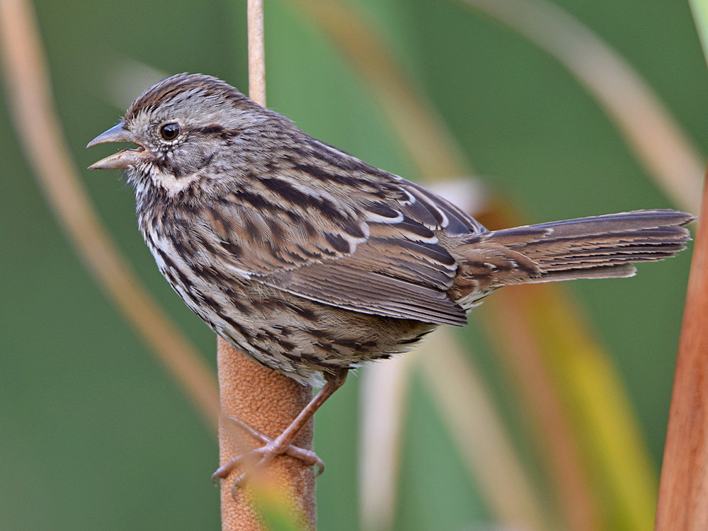 Sparrow8.jpg