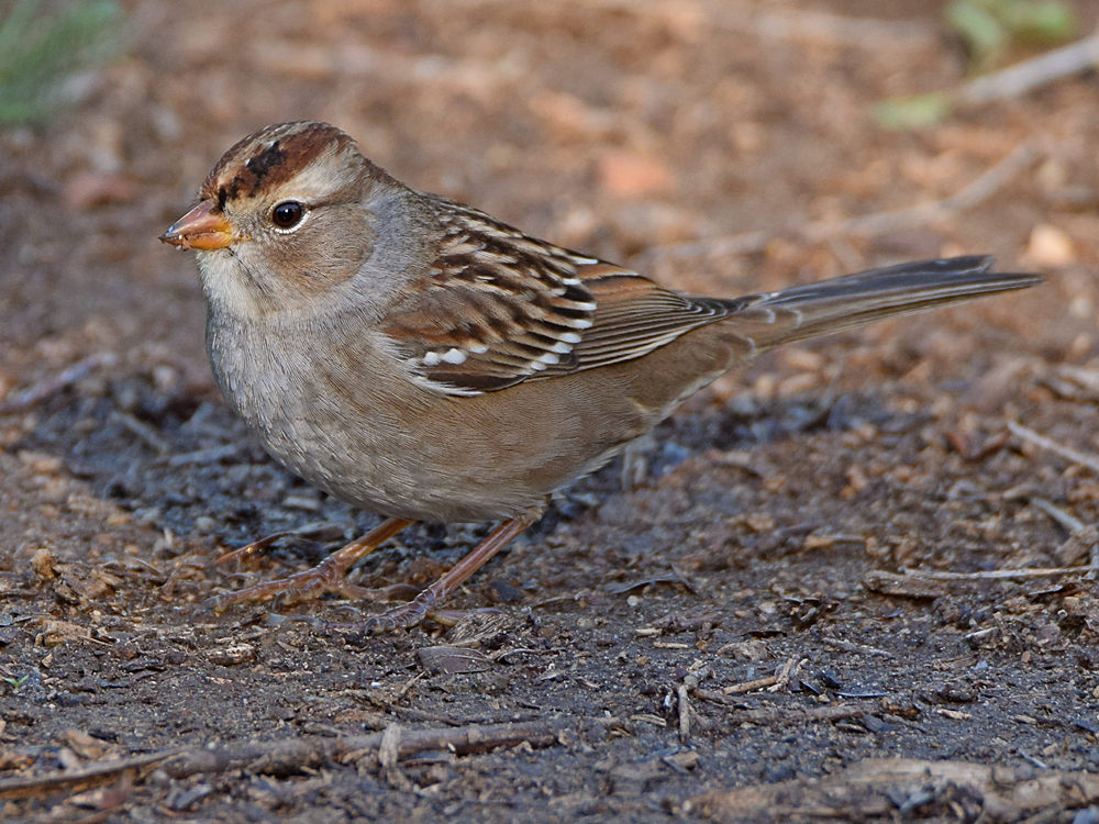 Sparrow8.jpg