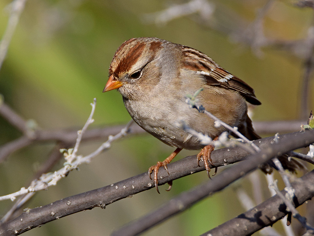 Sparrow8.jpg