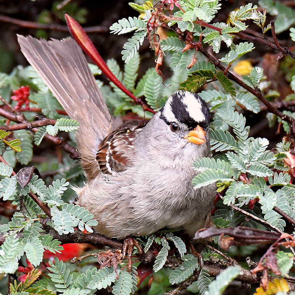 Sparrow8.jpg