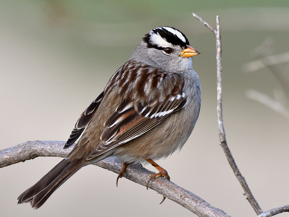 Sparrow8.jpg