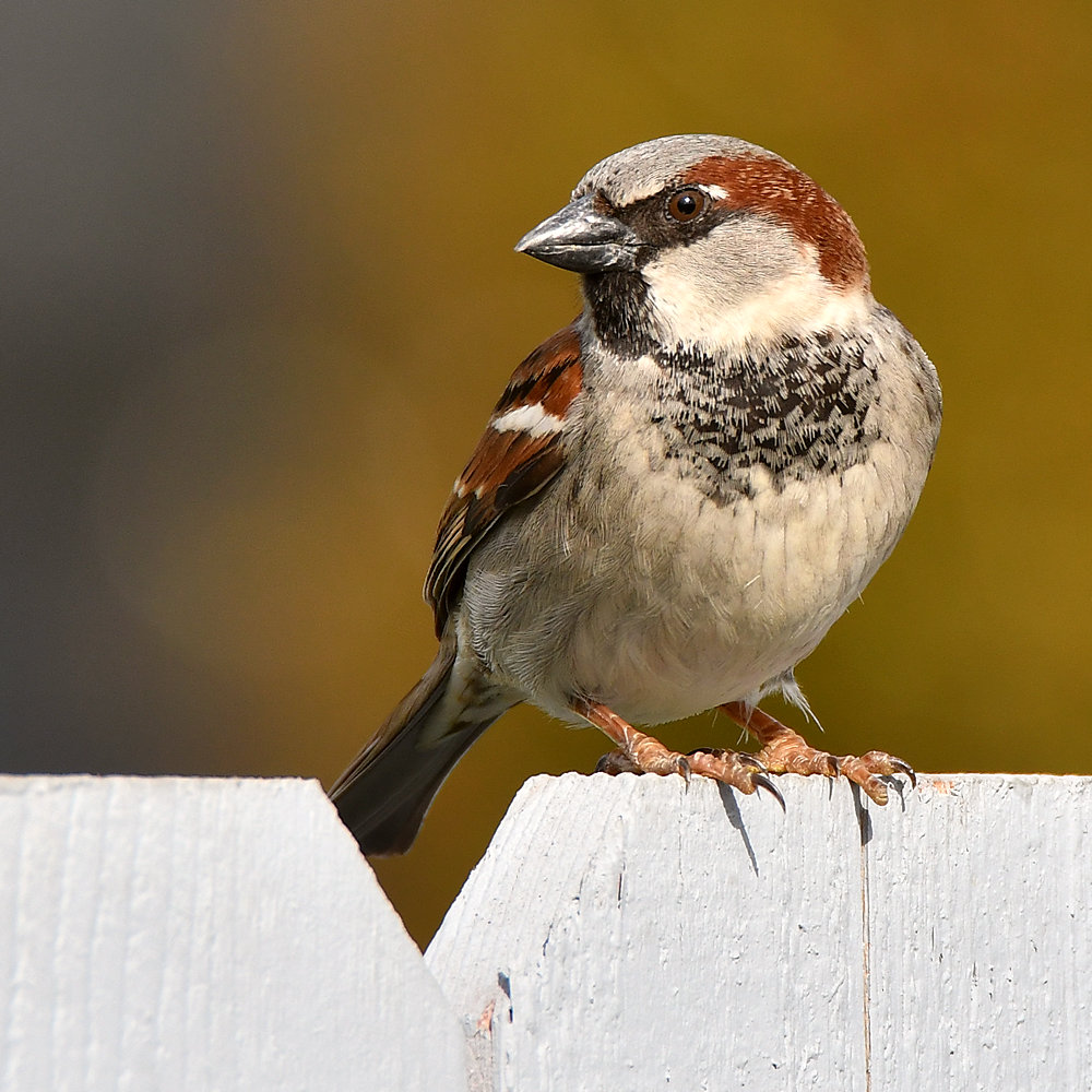 Sparrow8.jpg