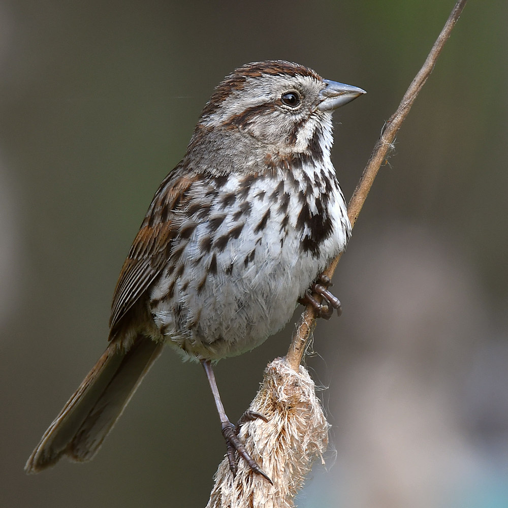 Sparrow8.jpg