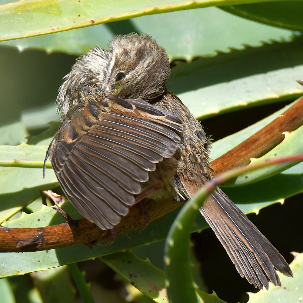 Sparrow8.jpg