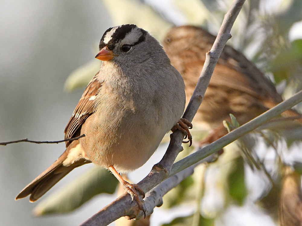 Sparrow8.jpg