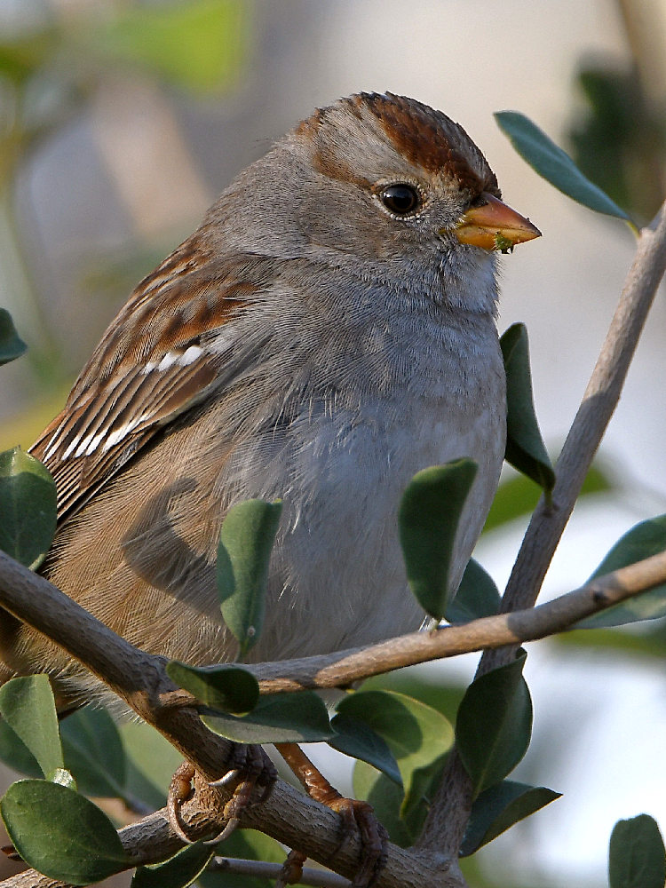 Sparrow8.jpg