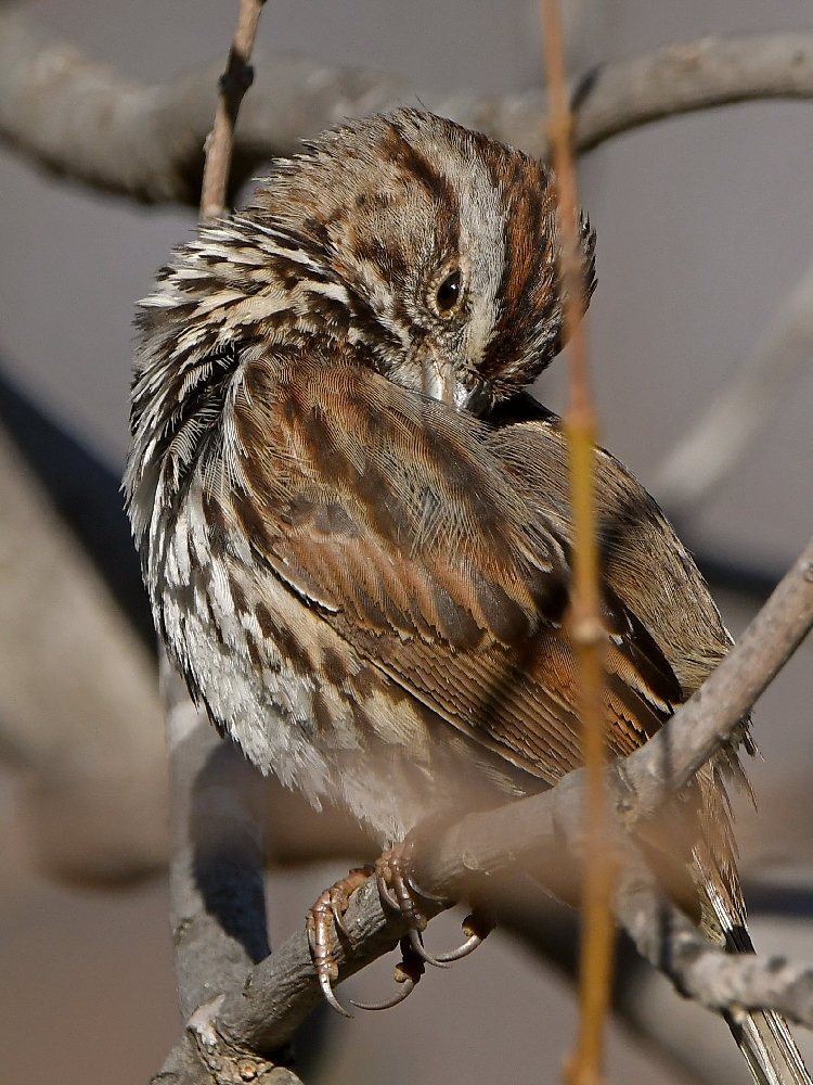 Sparrow8.jpg