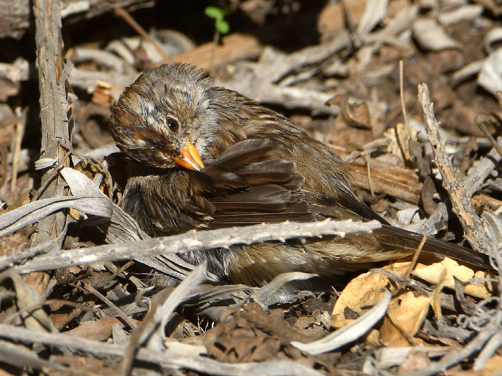 Sparrow8.jpg