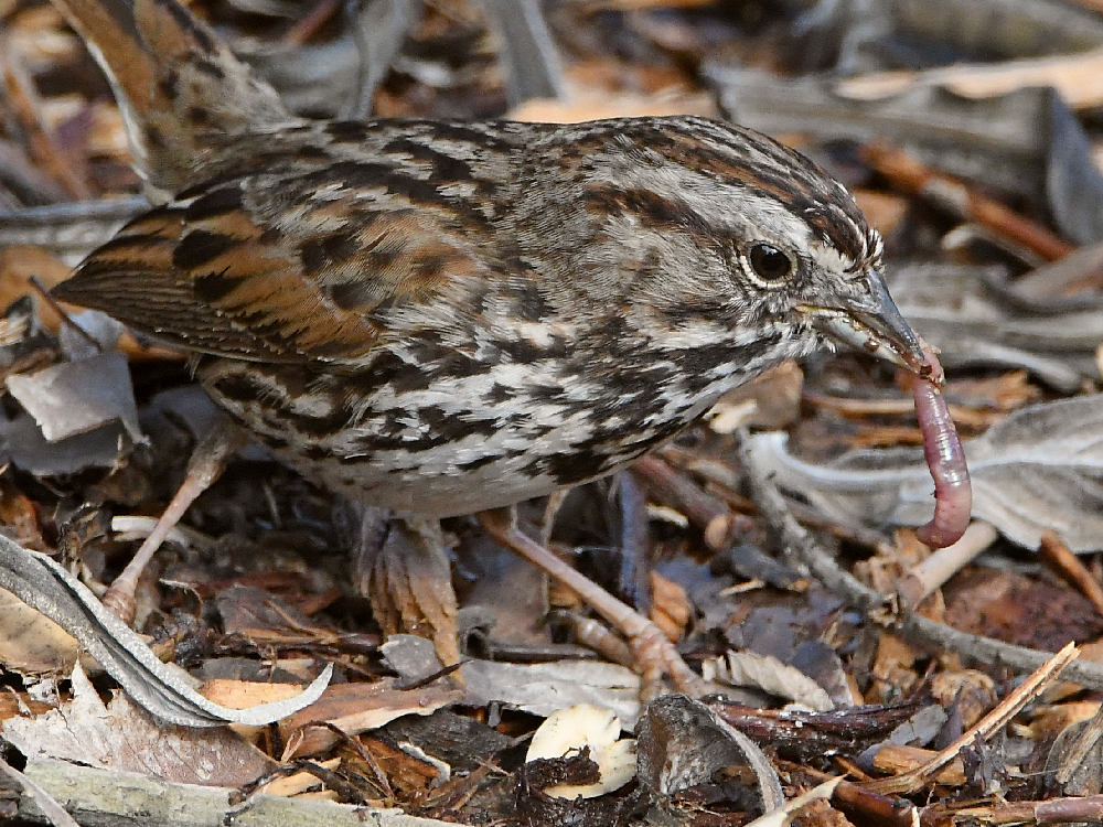 Sparrow8.jpg