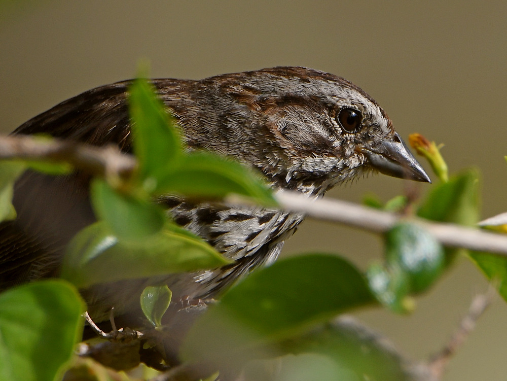 Sparrow8.jpg
