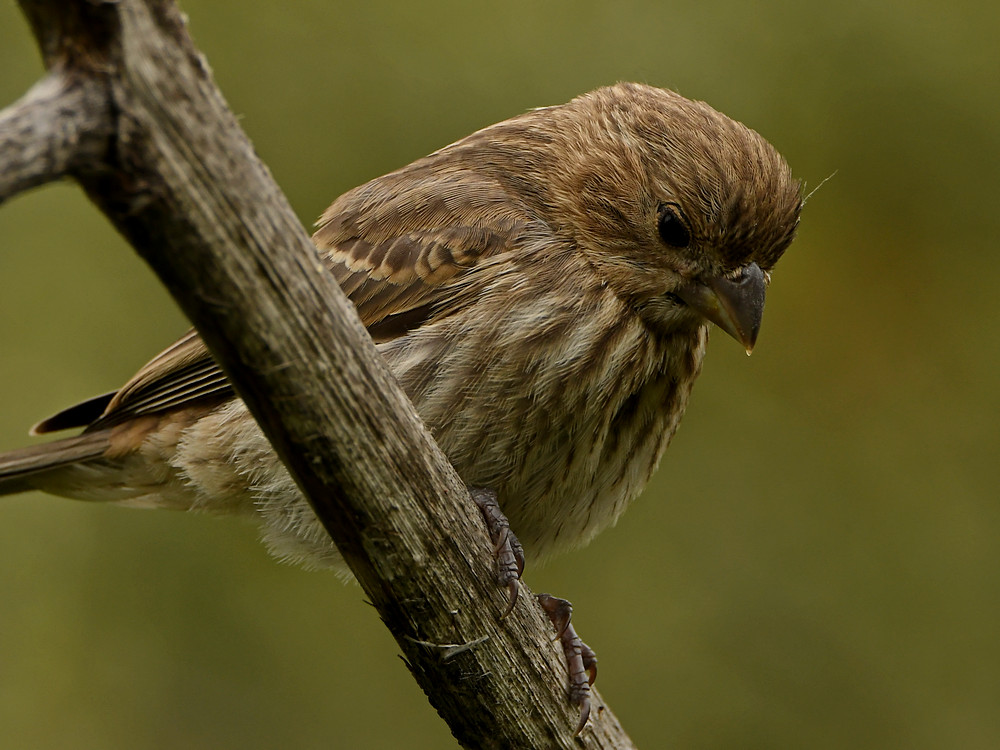 Sparrow8.jpg