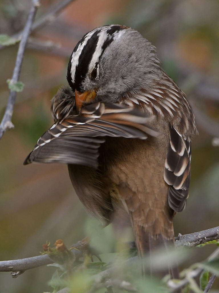 Sparrow8.jpg