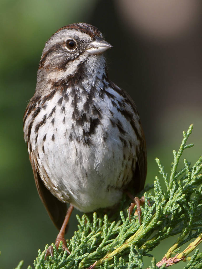 Sparrow8.jpg