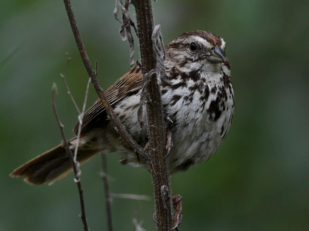 Sparrow8.jpg