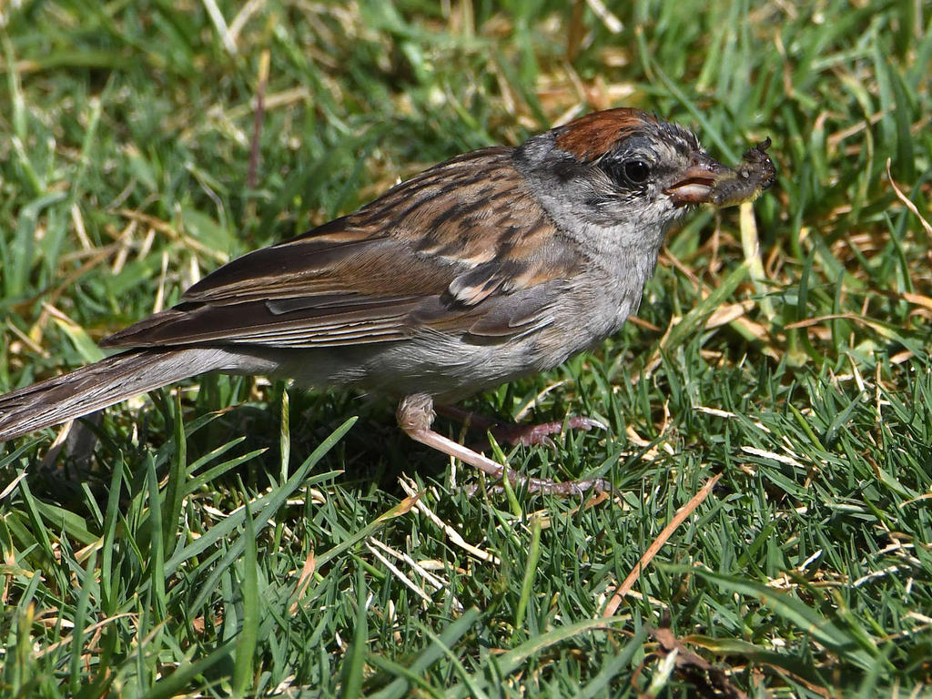 Sparrow8.jpg