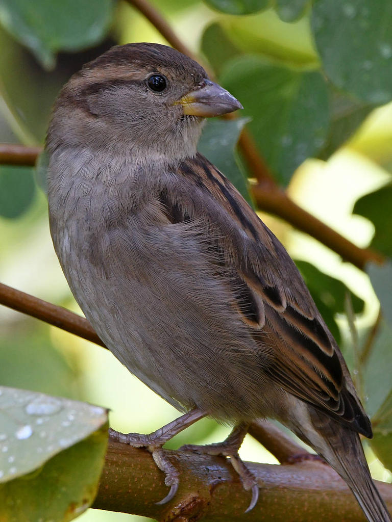 Sparrow8.jpg