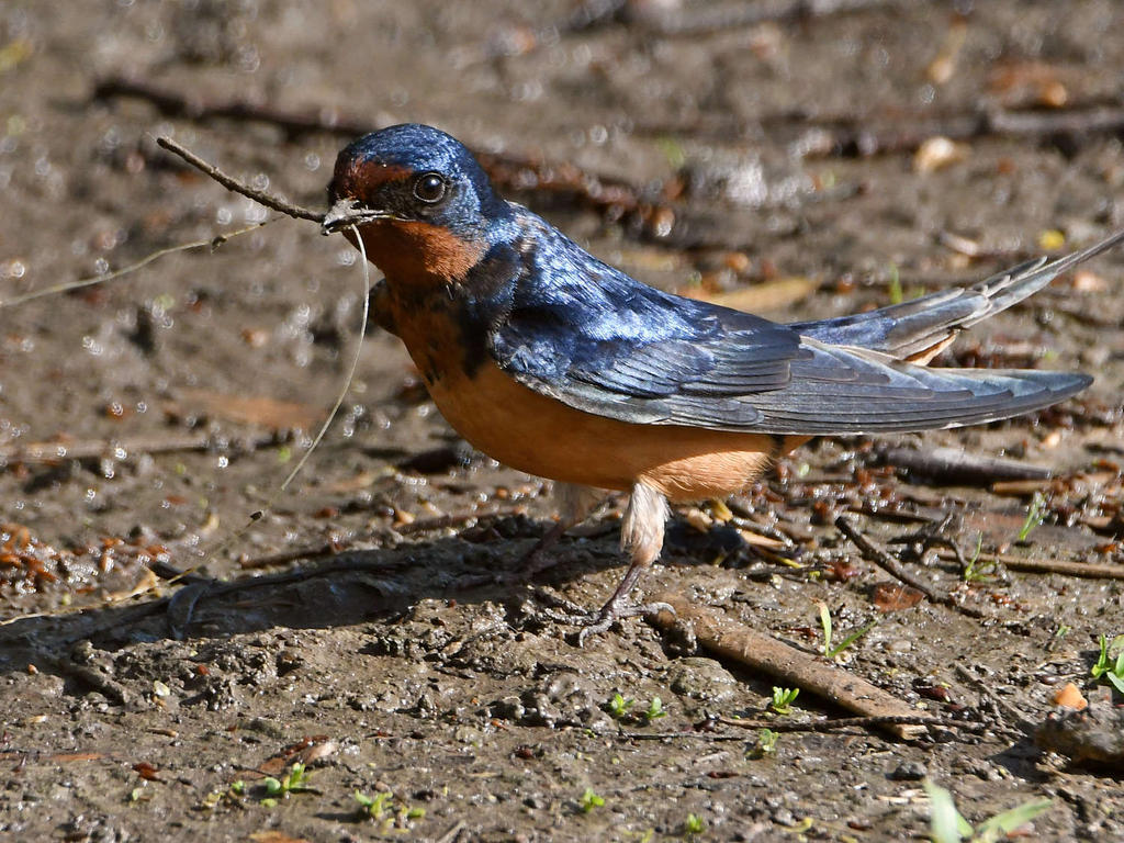 Sparrow8.jpg