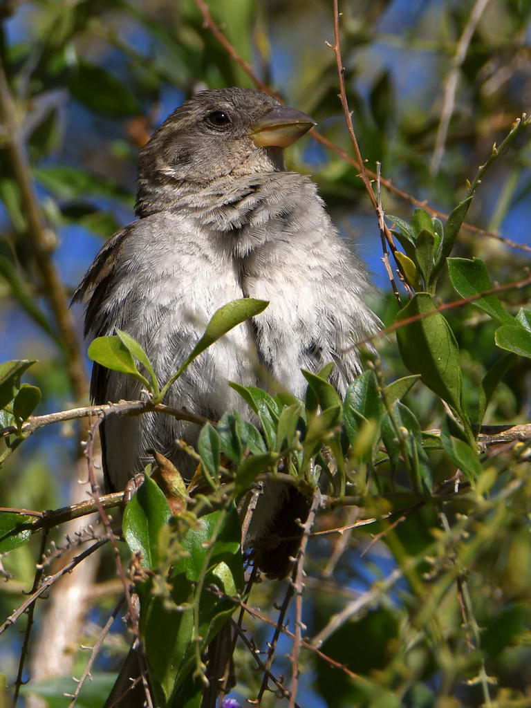 Sparrow8.jpg