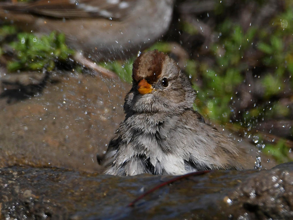 Sparrow8.jpg
