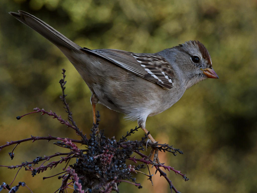 Sparrow8.jpg