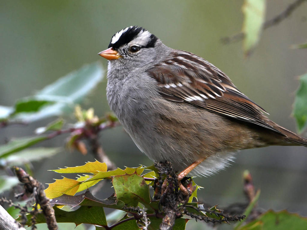 Sparrow8.jpg