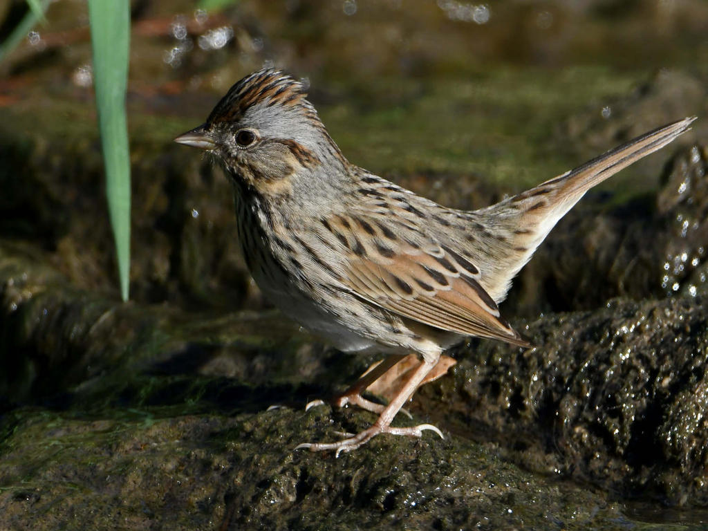 Sparrow8.jpg